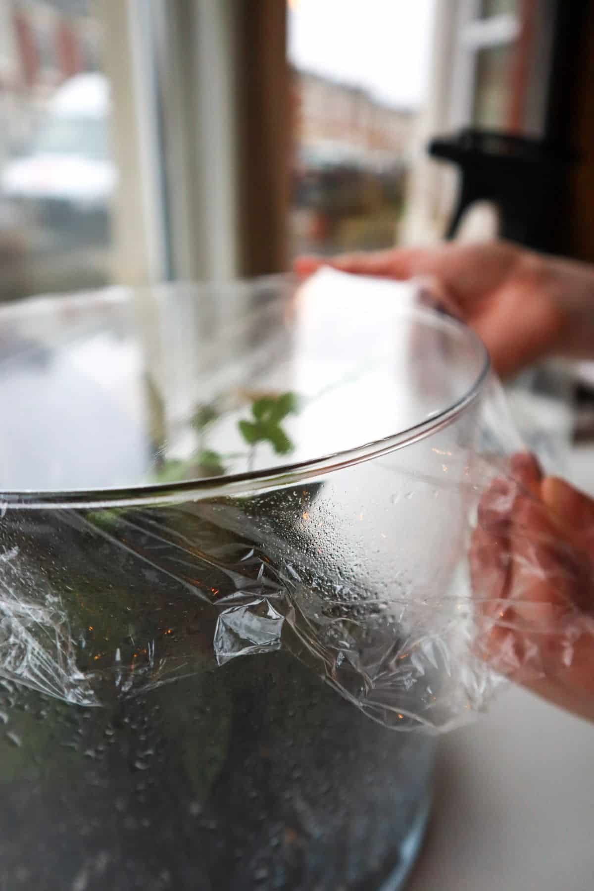 Sealing a terrarium with a saran wrap lid