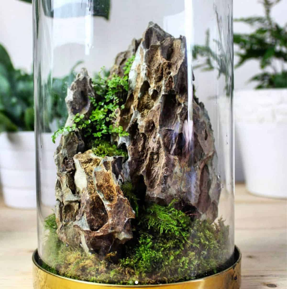 Cloche glass moss terrarium with a dragon stone piece