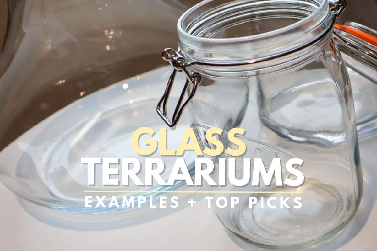 8 Types of Glass Terrarium for Your Next Project (Containers)