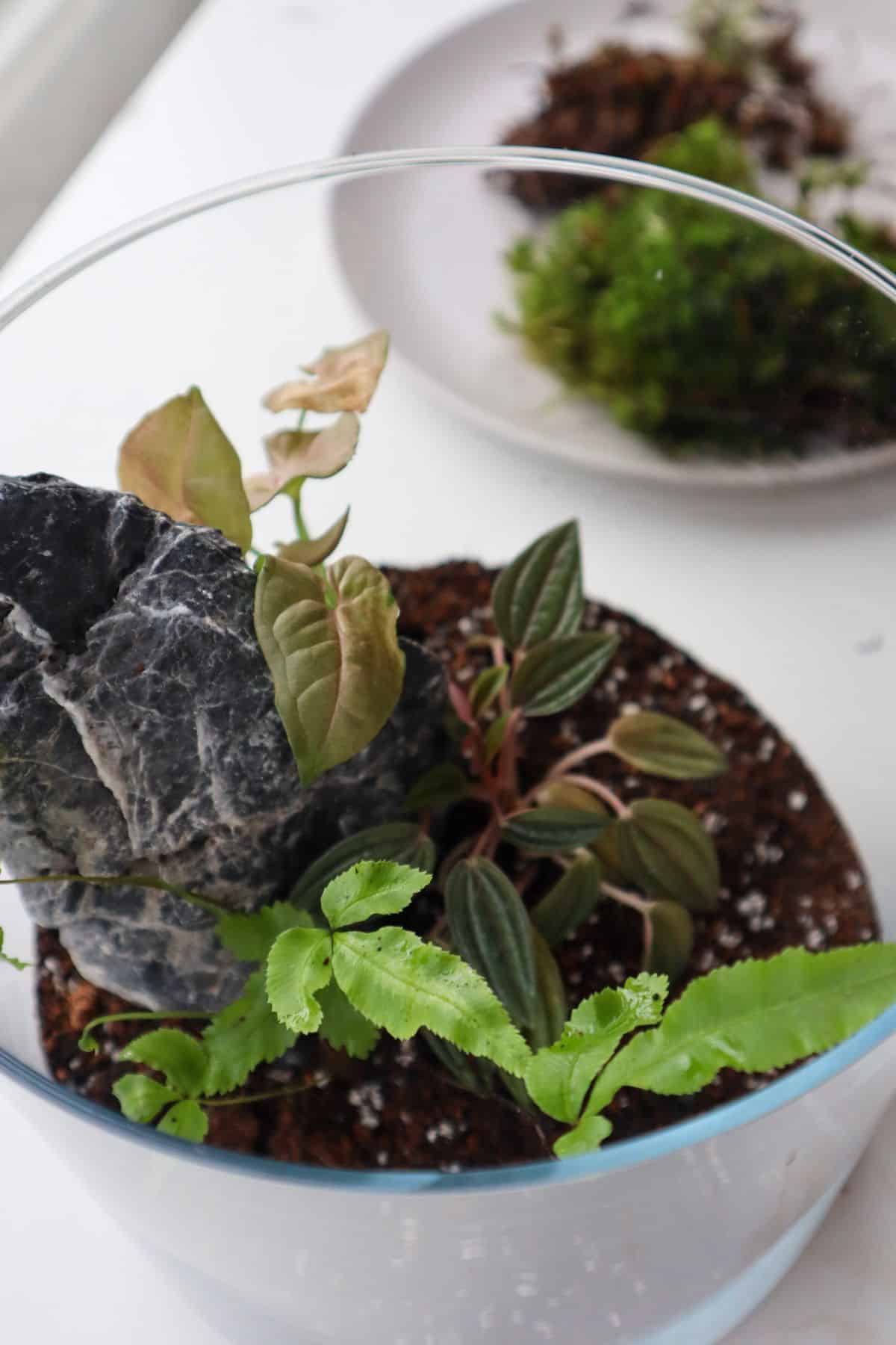 Half planted tropical terrarium