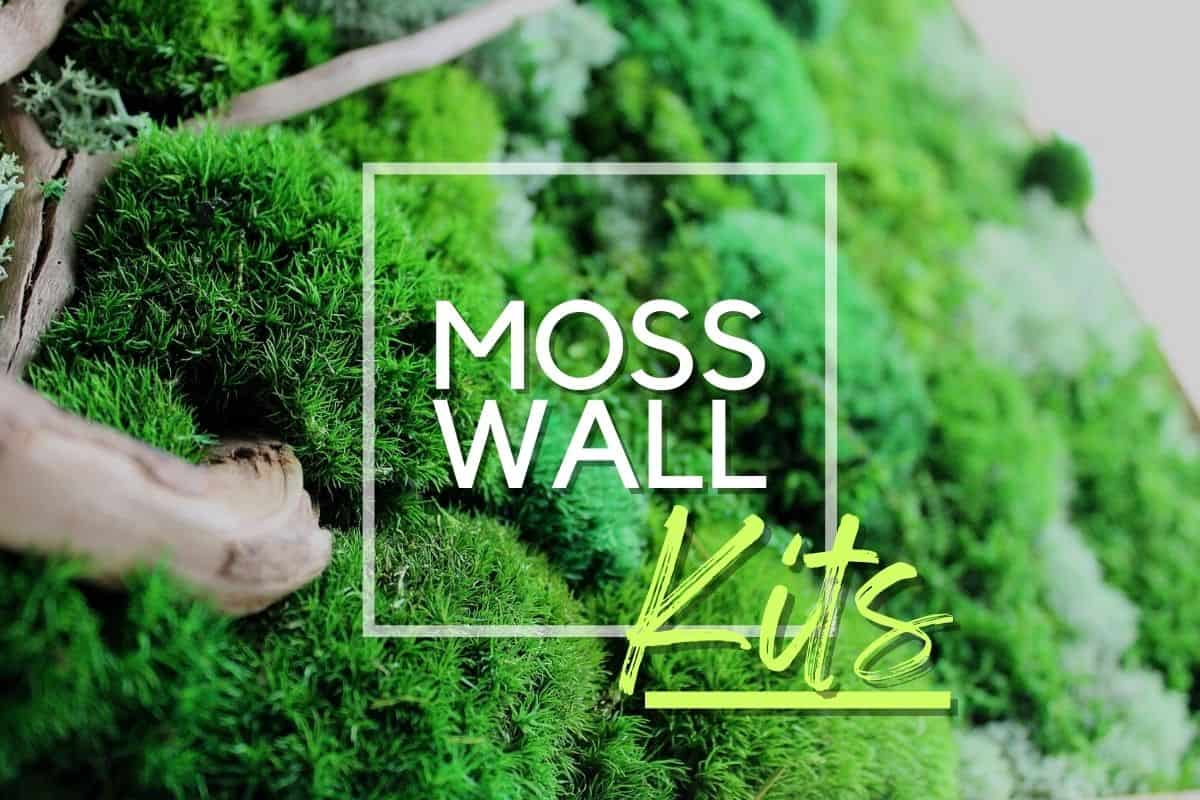 DIY Preserved Moss Wall Art Kit, Rocky Riverway – Live Long And Plant