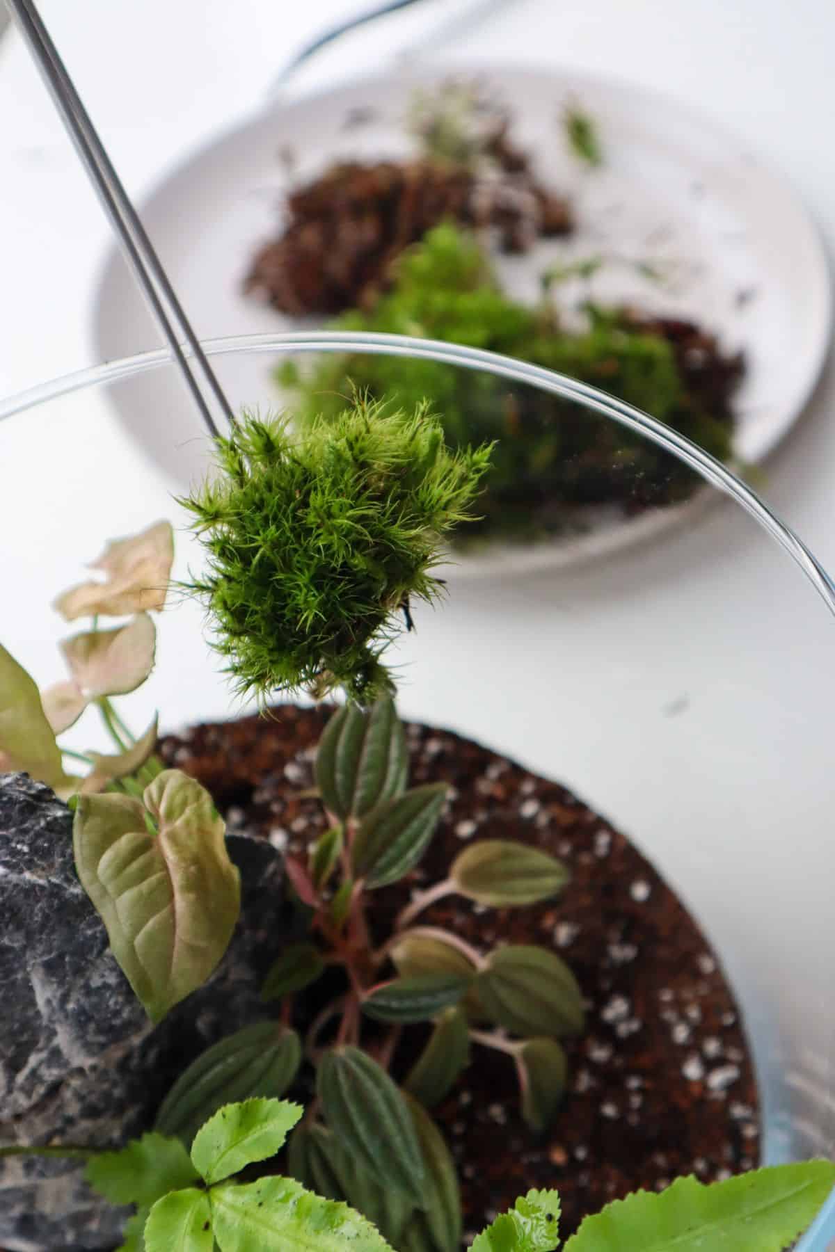 Adding mood moss to a tropical terrarium