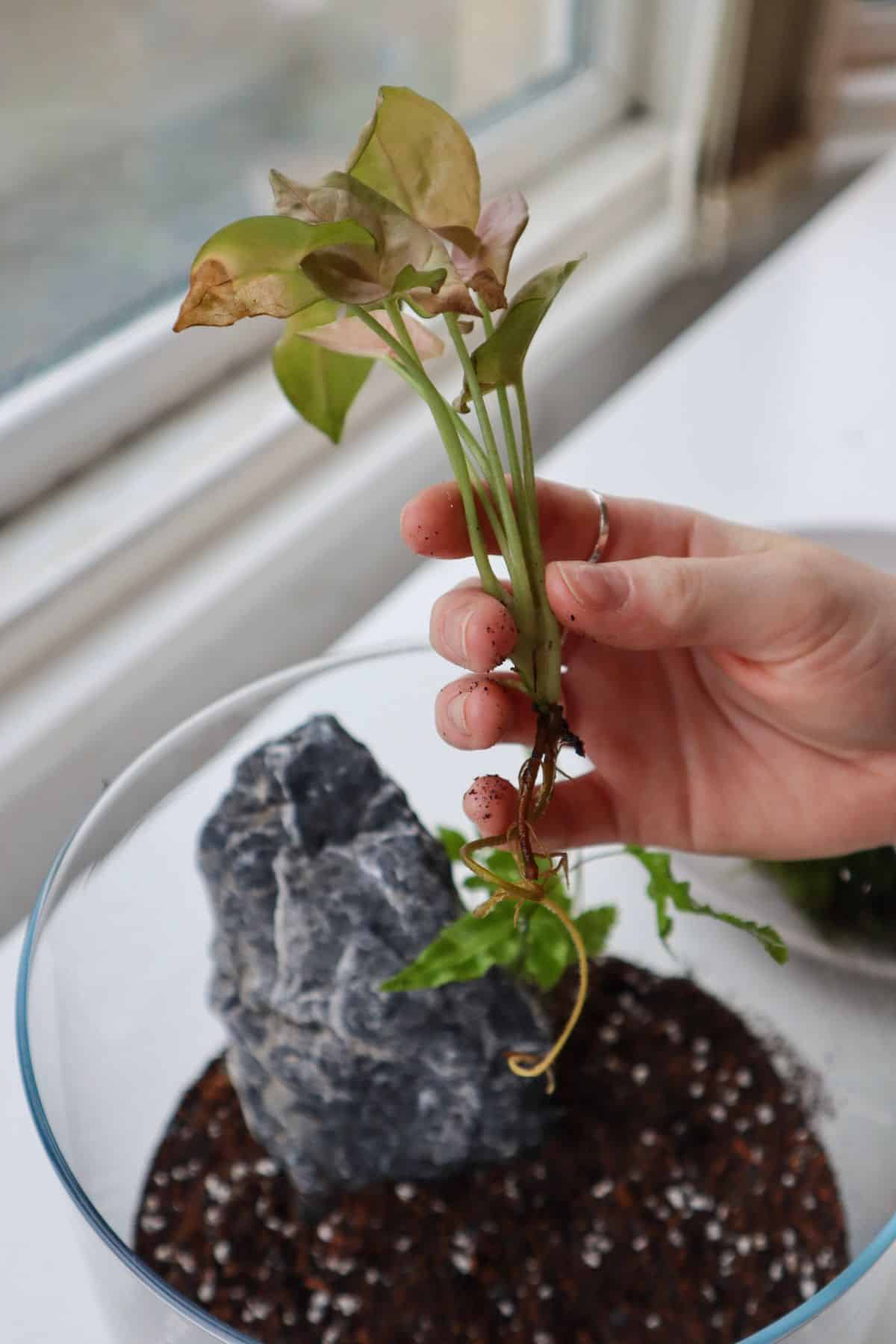 Pink Syngonium being added to a tropical terrarium