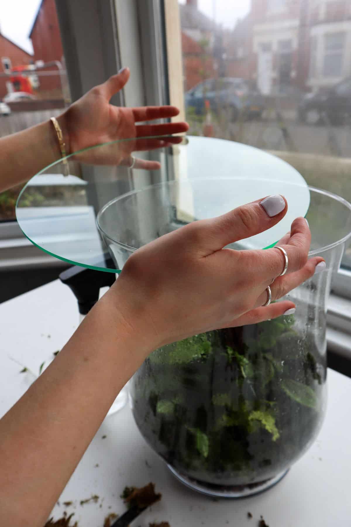 Placing transparent acrylic lid on finished terrarium