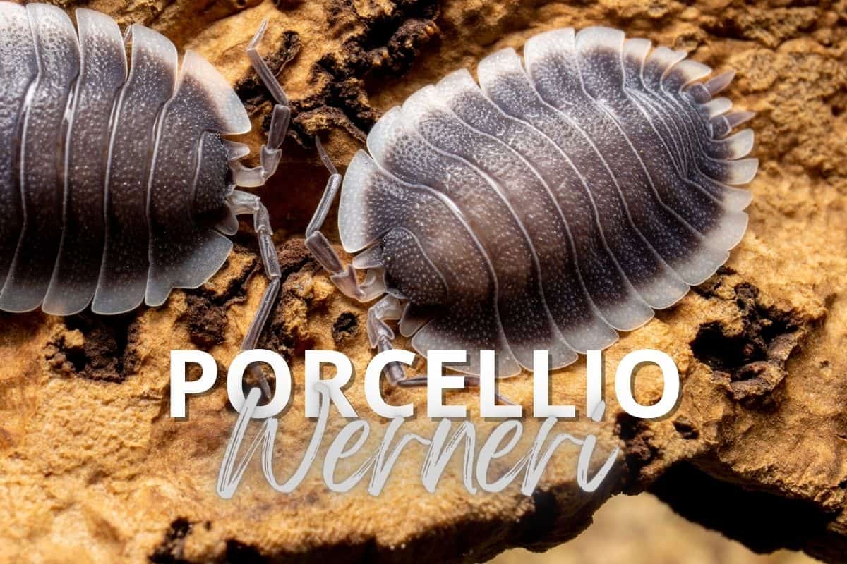 Porcellio werneri: How to Care for the Greek Shield Isopod