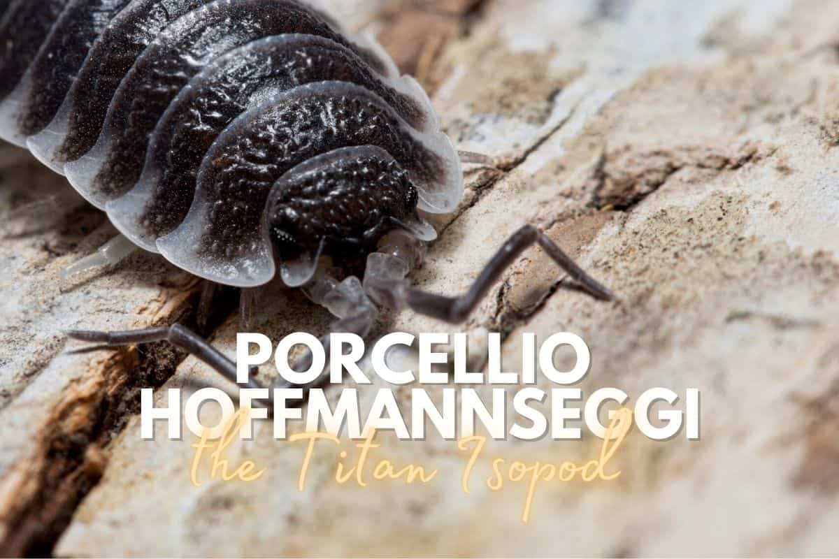 How to care for Porcellio hoffmannseggi (The Titan Isopod)