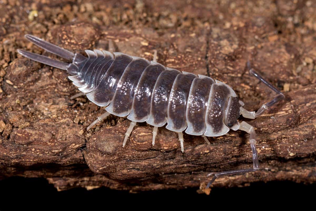 Porcellio hoffmannseggi (The Titan Isopod)