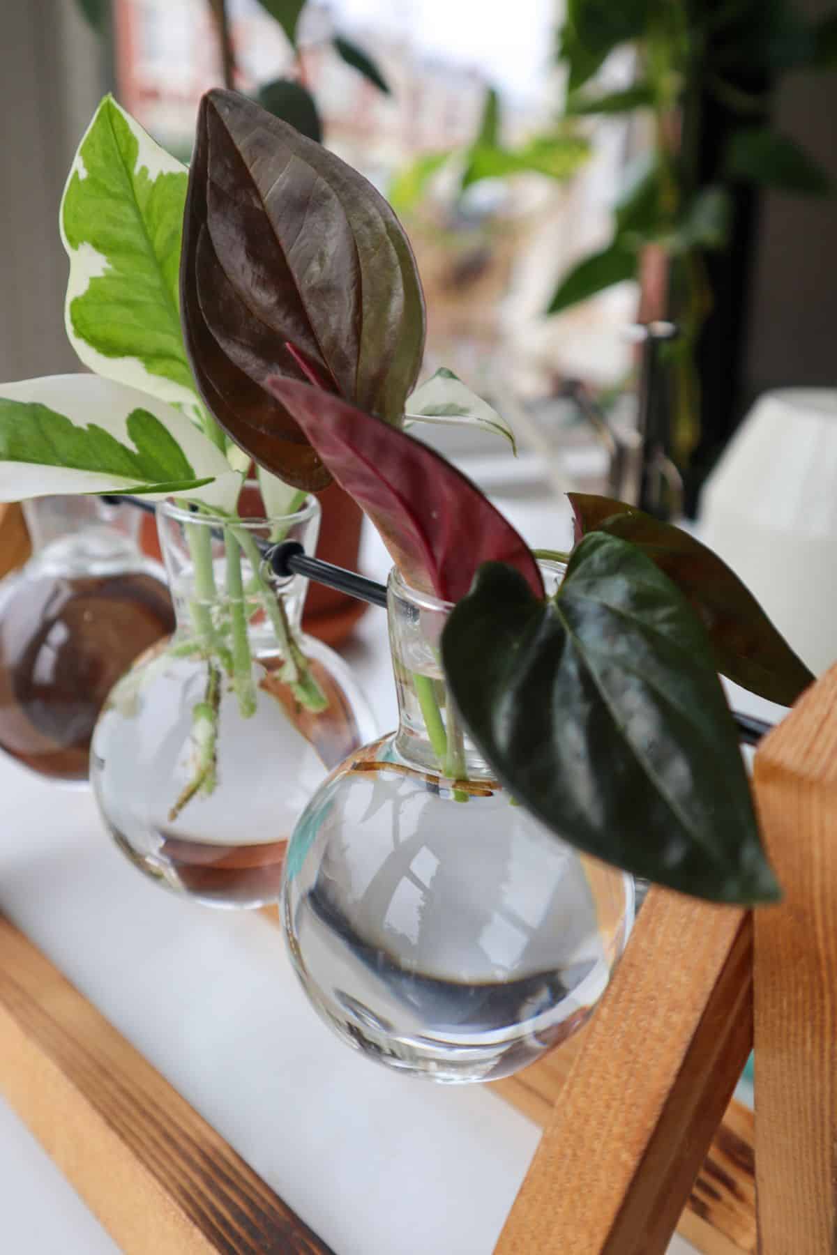 Syngonium cutting in propagation station