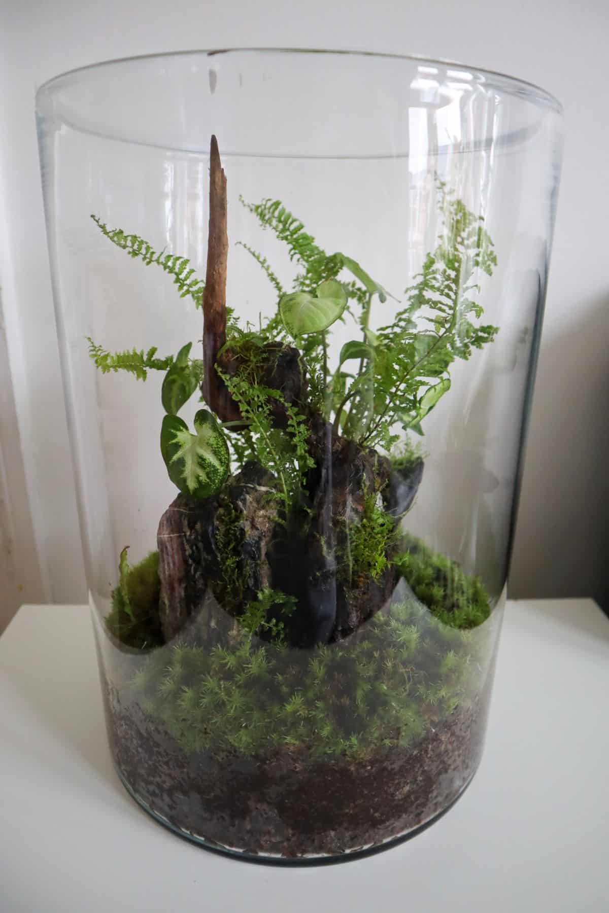 TJMaxx large terrarium container