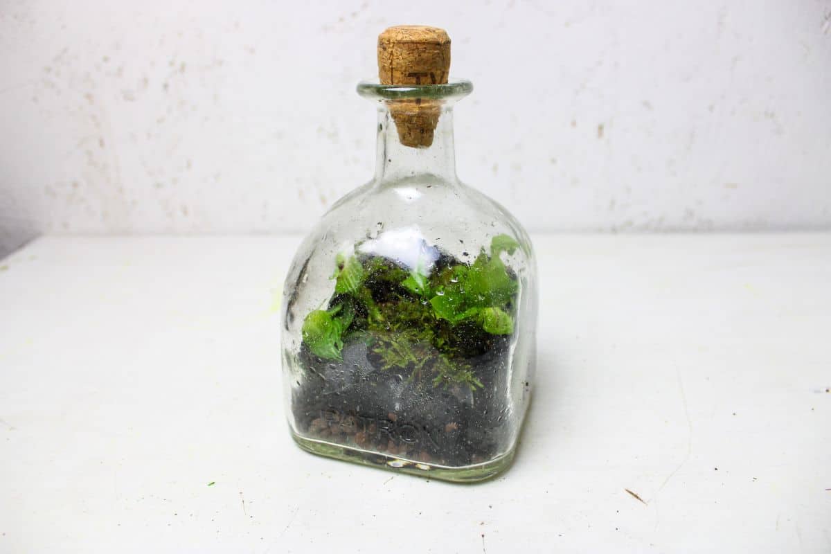 Planted terrarium in a tequila bottle 