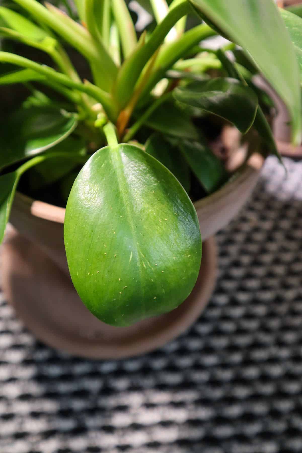 Thrip infestation on Philodendron Birkin