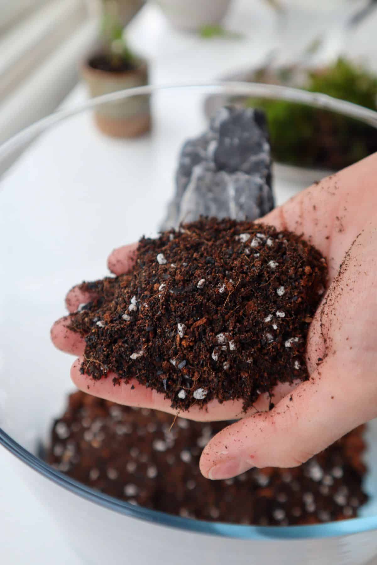 Horticultural Charcoal 101: Plant & Substrate Guide - Terrarium Tribe