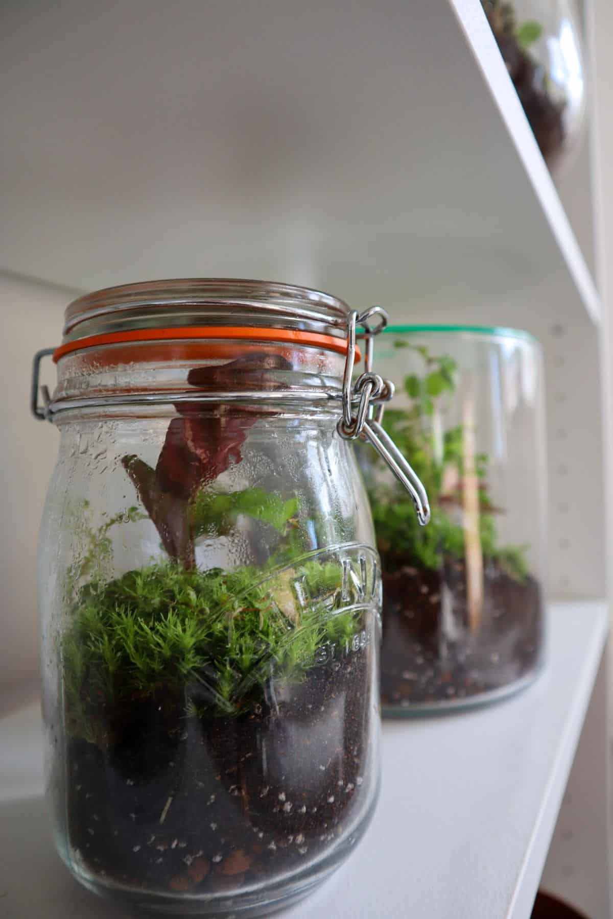 Upcycled mason jar terrarium