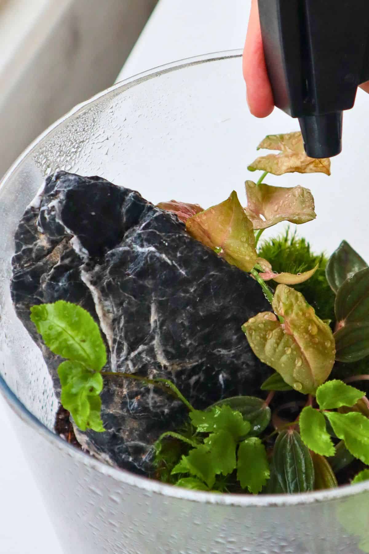 Watering a freshly planted DIY terrarium with a spray bottle, misting the tropical plants, moss, and Seiryu stone hardscape inside the glass container.