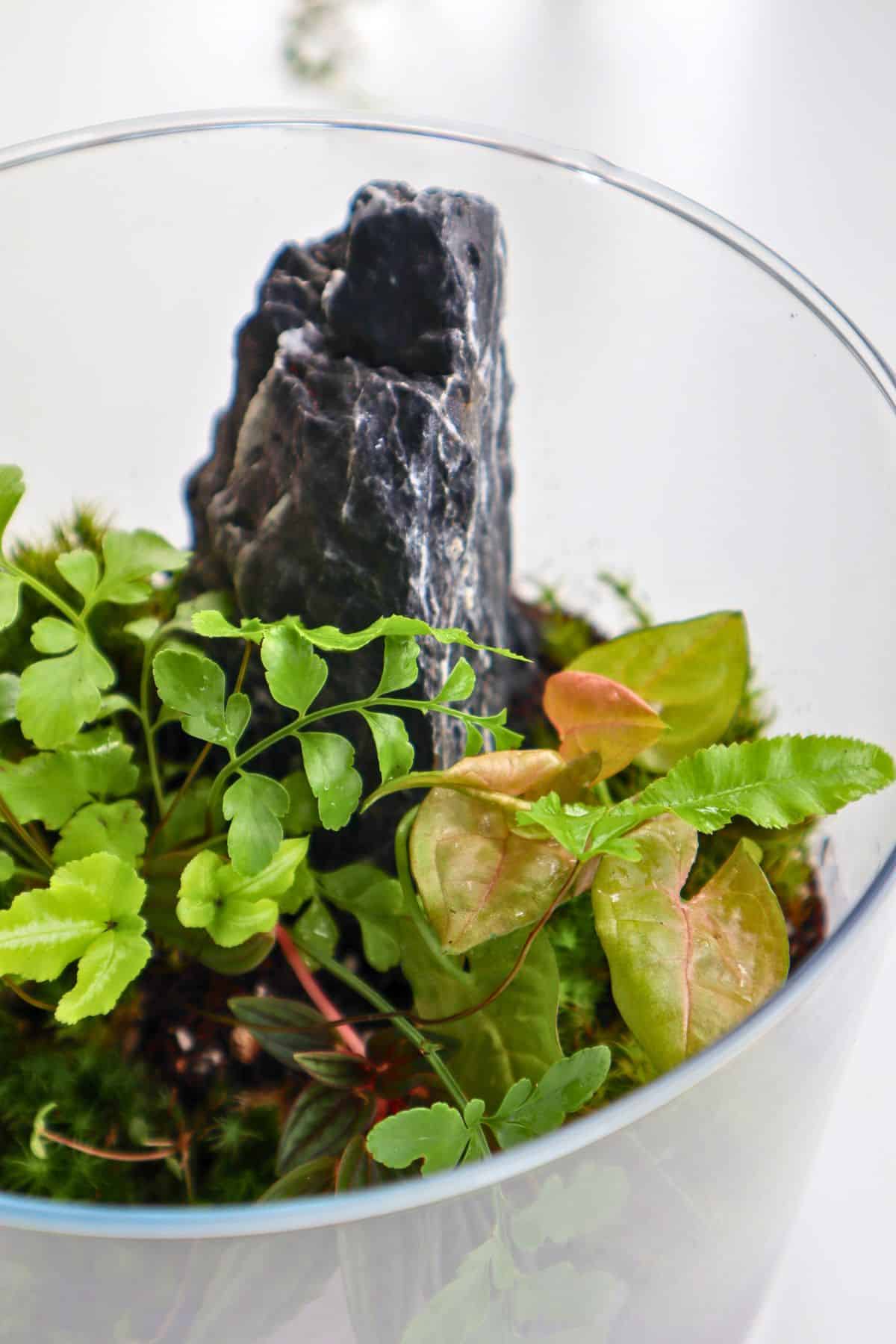 Finished DIY tropical terrarium with ferns, moss, Syngonium, Peperomia, and a Seiryu stone hardscape inside a clear glass container.