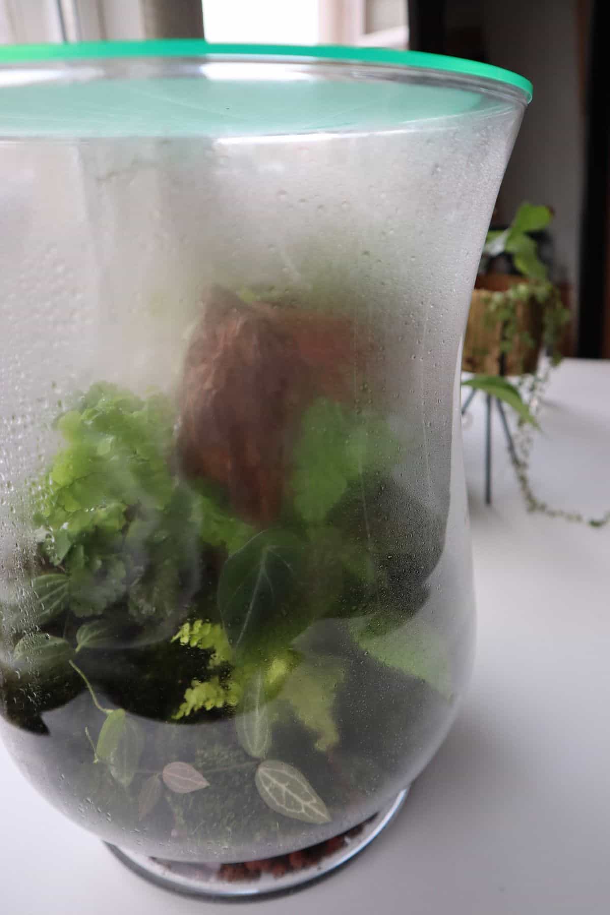 Closed terrarium with condensation on the glass