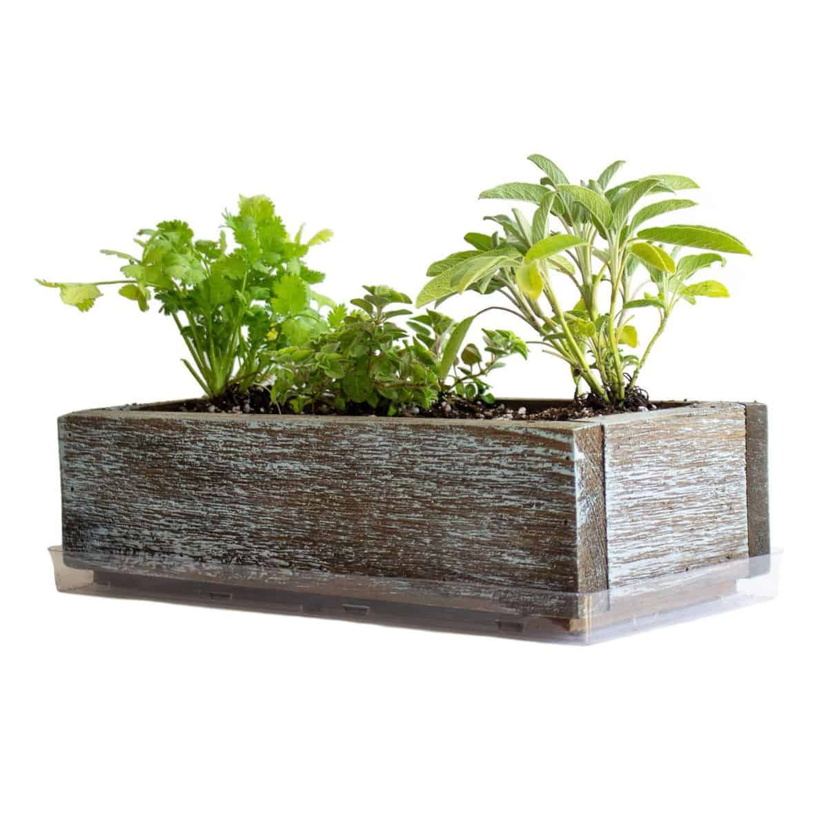 Rectangular wooden planter with herbs growing 