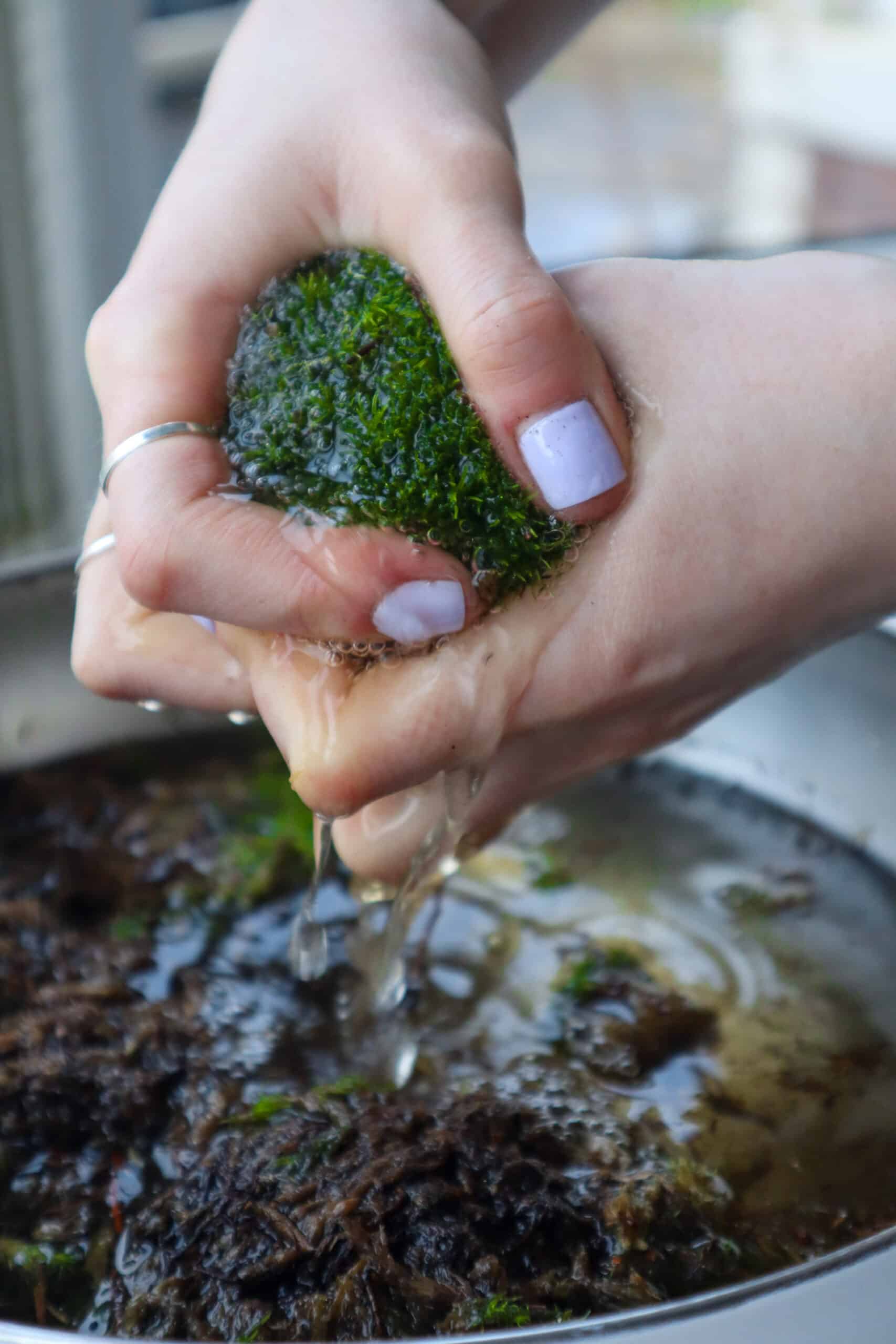 Squeezing water from saturated Cushion Moss