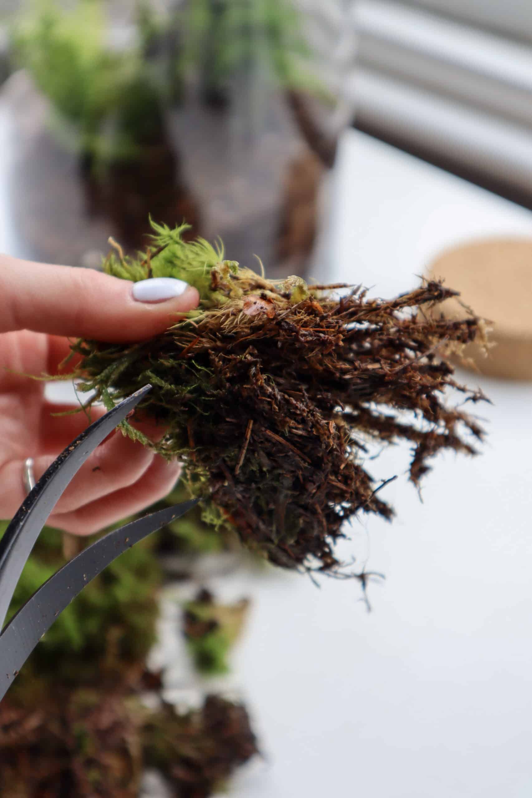 Cutting Mood Moss fibers with scissors