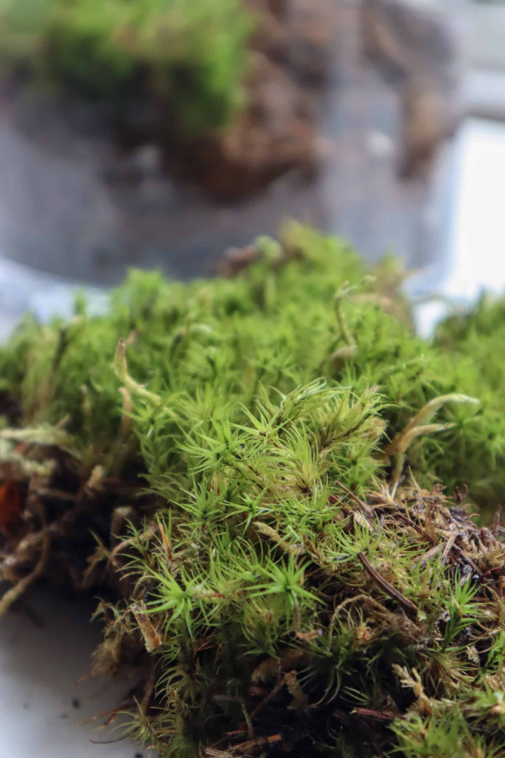 The Moss™ - What it IS and ISN'T