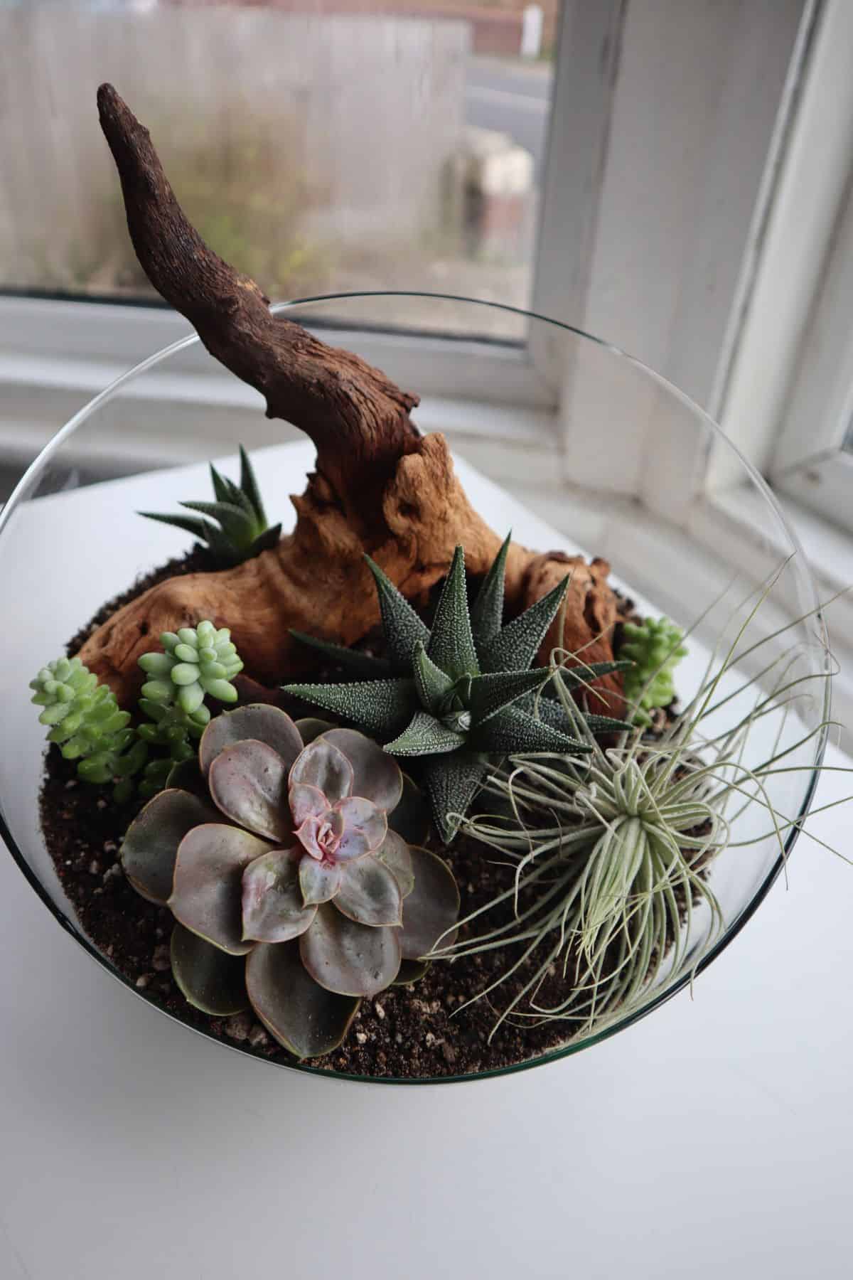 Open terrarium with succulents and driftwood