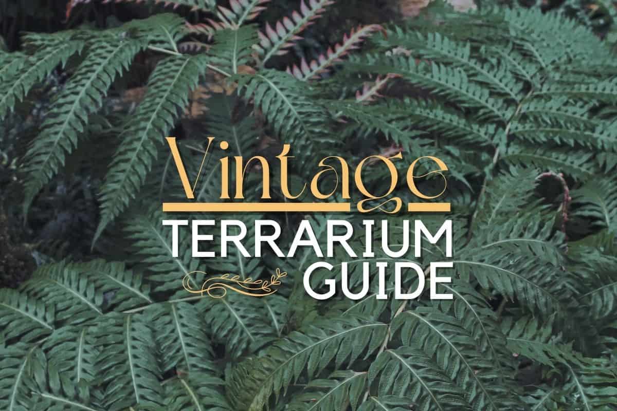 https://terrariumtribe.com/wp-content/uploads/2022/12/Vintage-Terrarium-FI.jpg