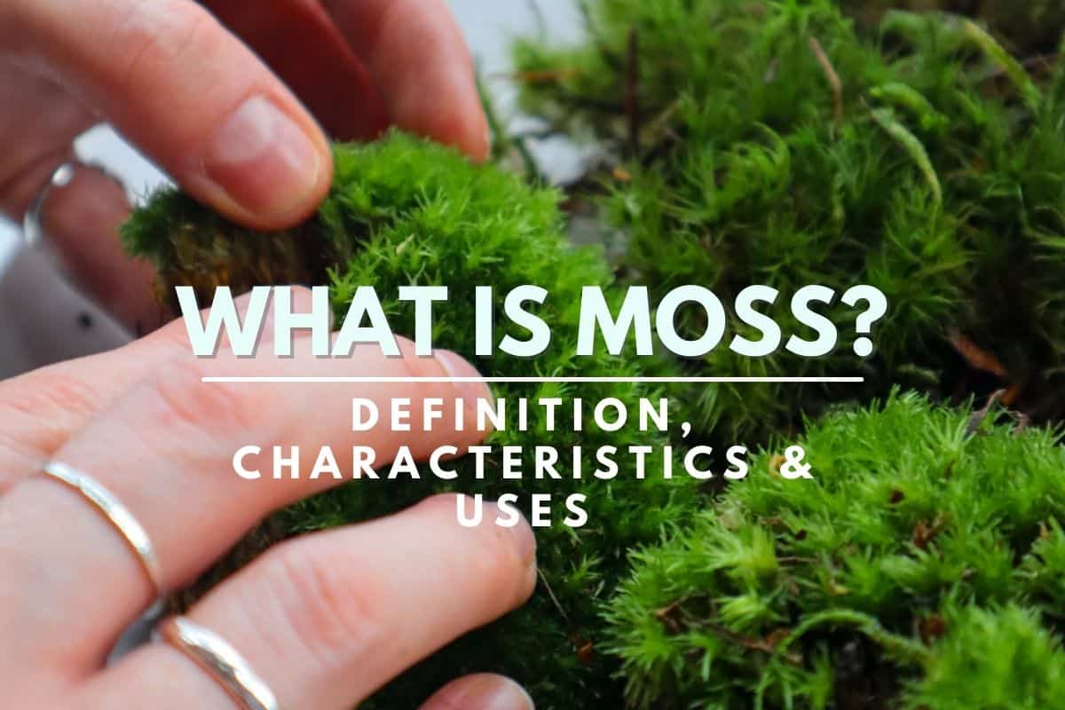 Bryophytes Mosses Characteristics