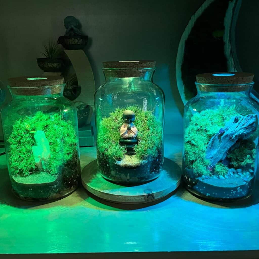 The 5 Best Moss Terrarium Kits for Sale (For Every Project)
