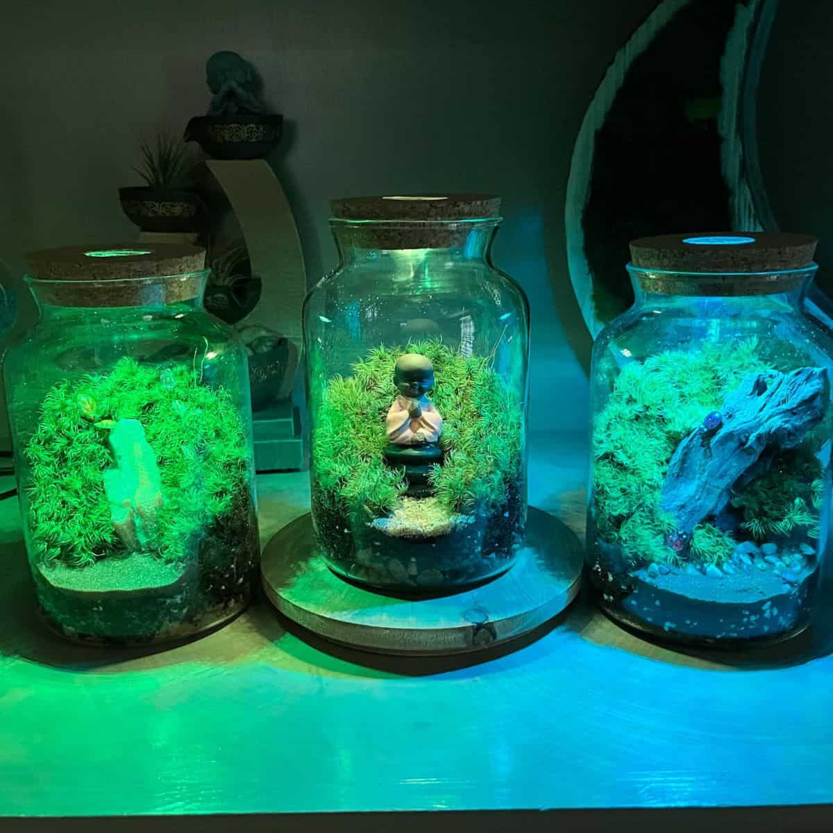 Three closed moss terrariums with blue-green light