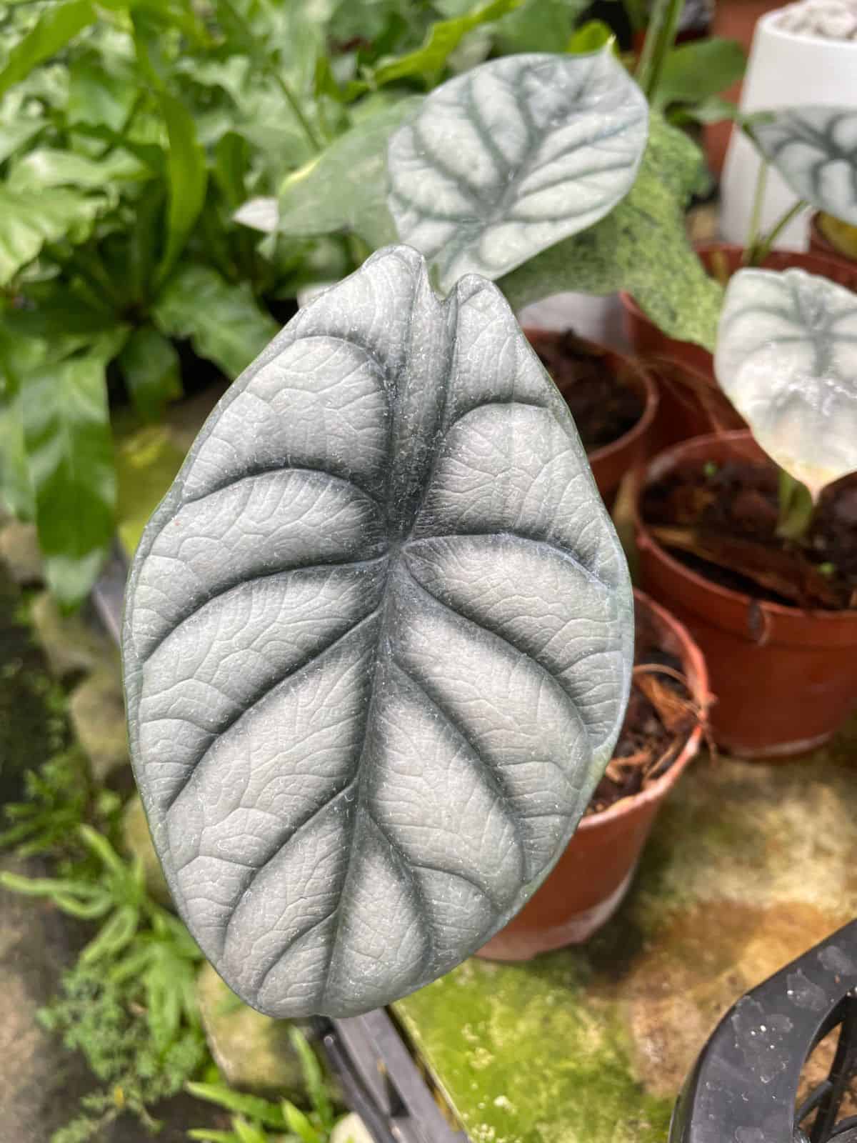 Alocasia Silver Dragon plant leaf up close in plant store