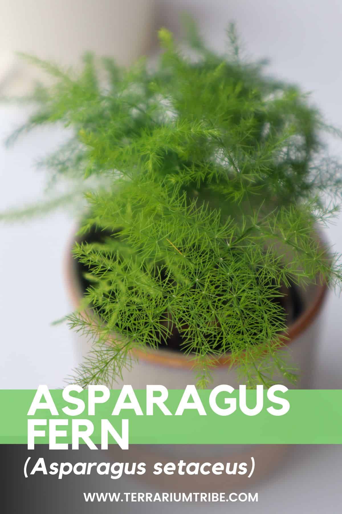 Asparagus Fern (Asparagus setaceus) in a pot