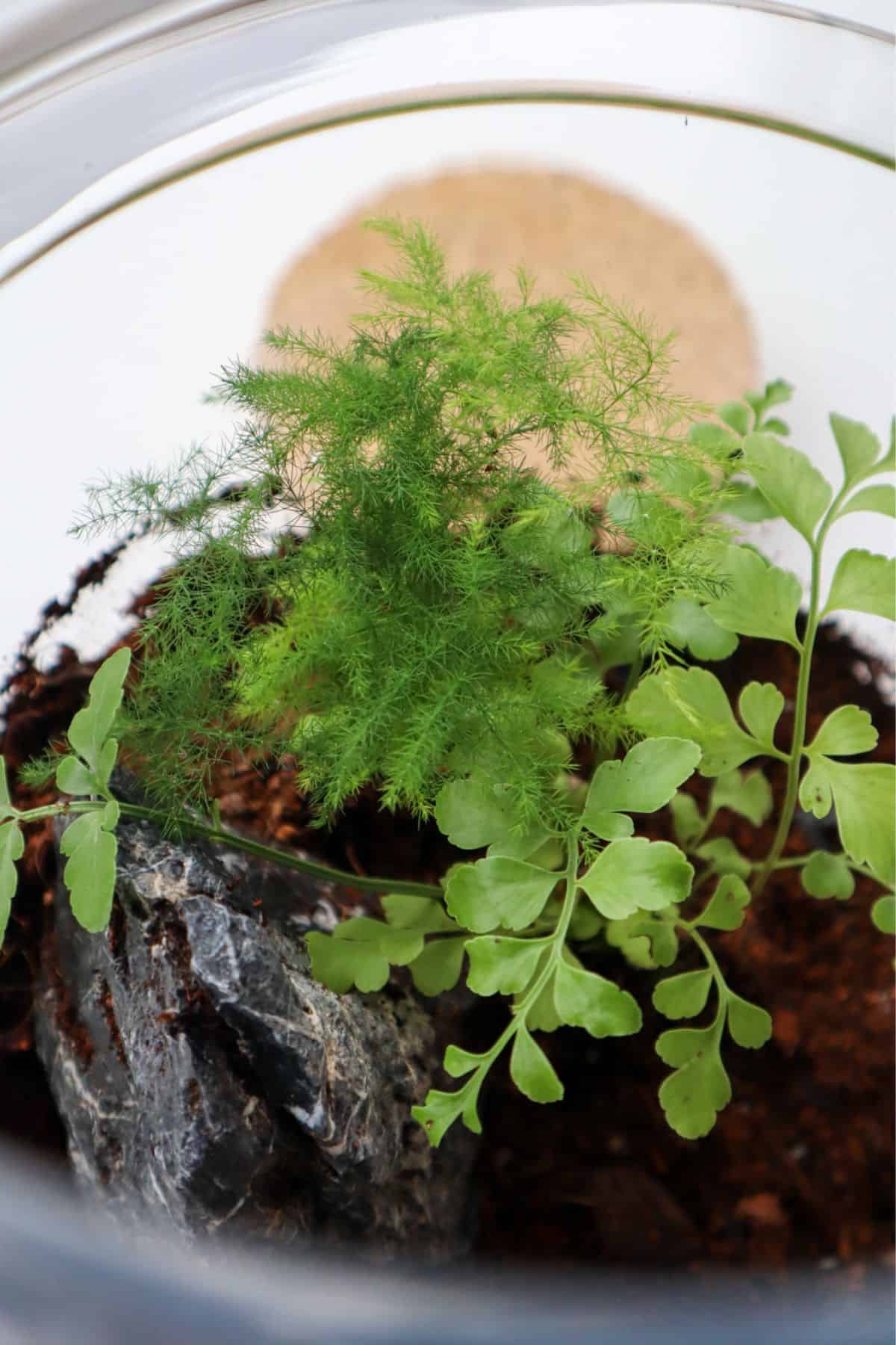 Asparagus Fern planted in a terrarium with asplenium