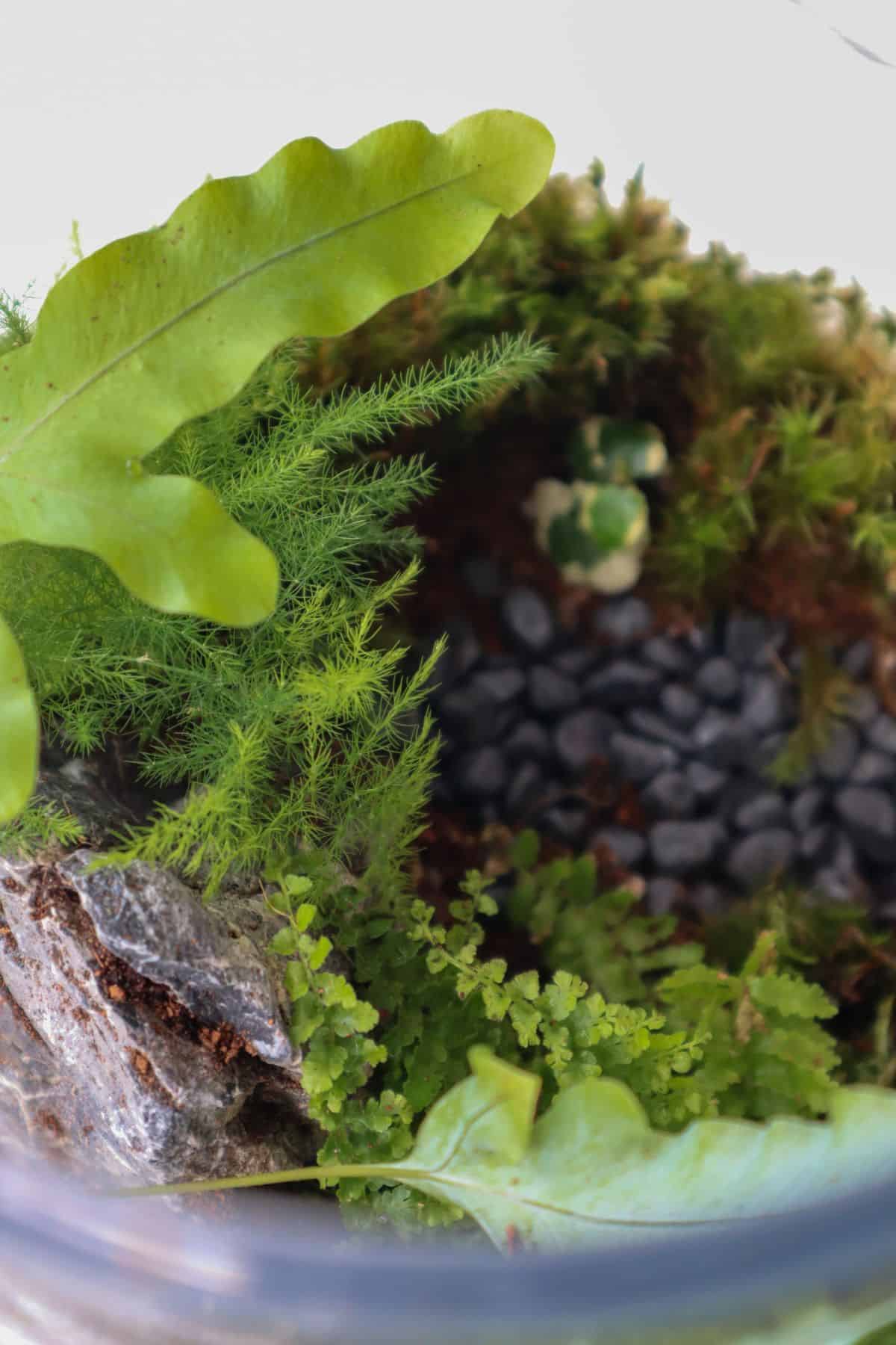 Asparagus Fern in a woodland terrarium