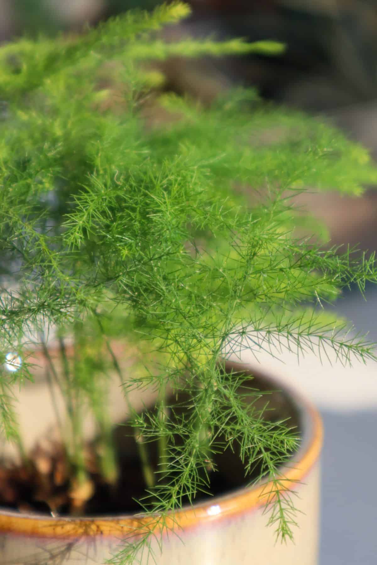 Asparagus Fern leaves up close