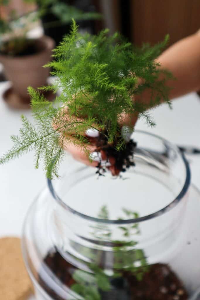 How to Grow Asparagus Ferns in Terrariums [Tried & Tested]