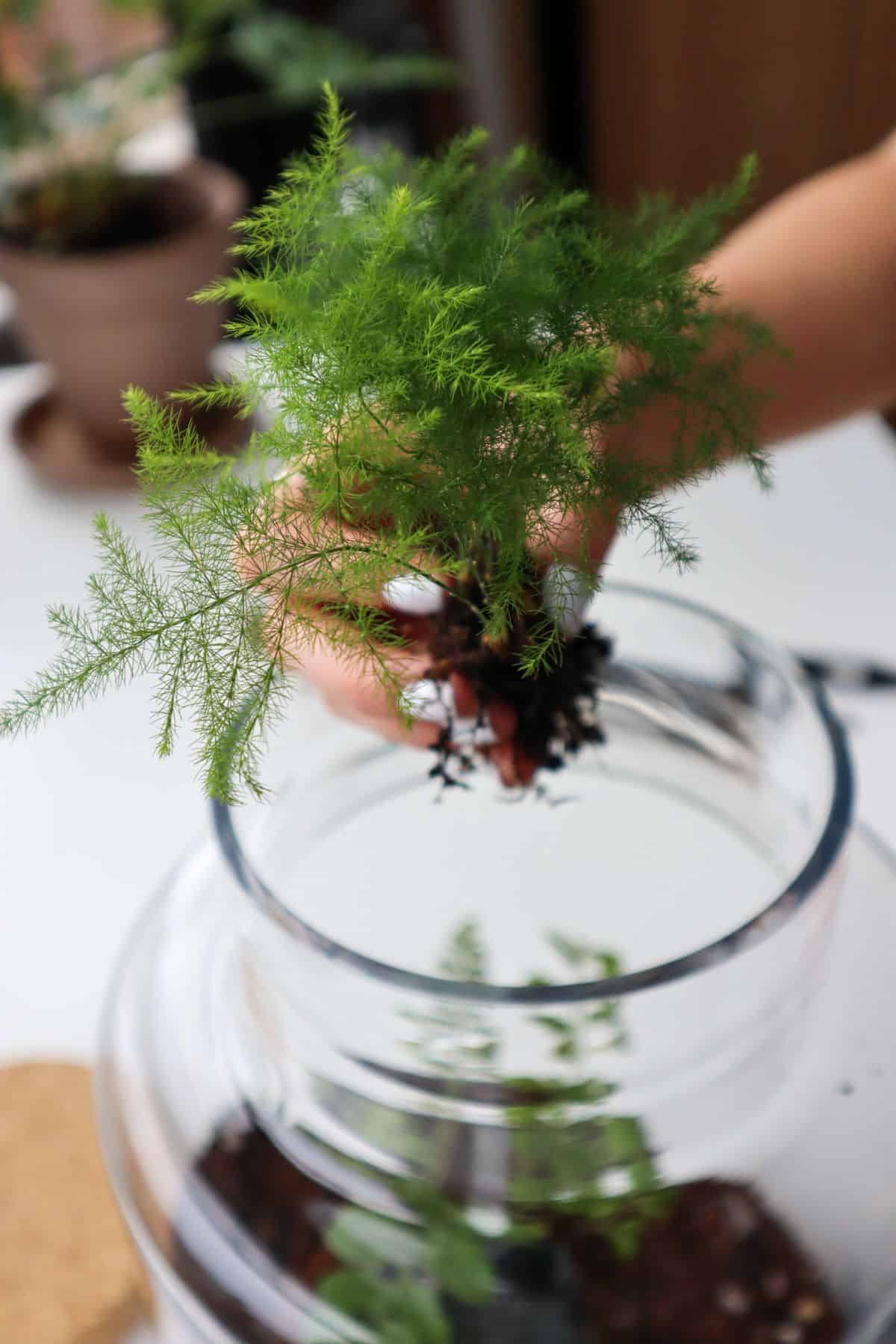 Asparagus Fern division in hand. Ready to go in a terrarium