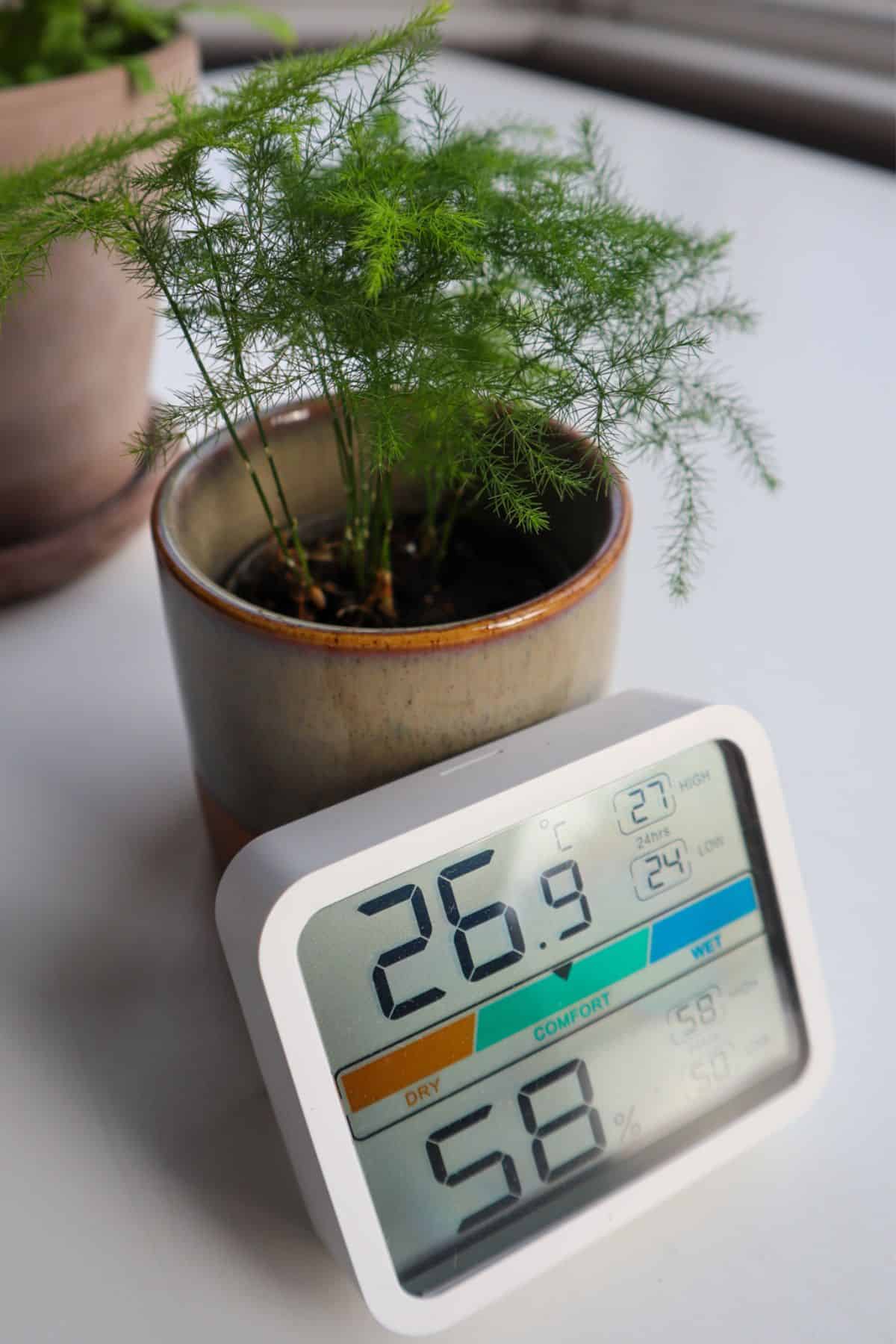 Asparagus Fern with humidity meter / thermometer