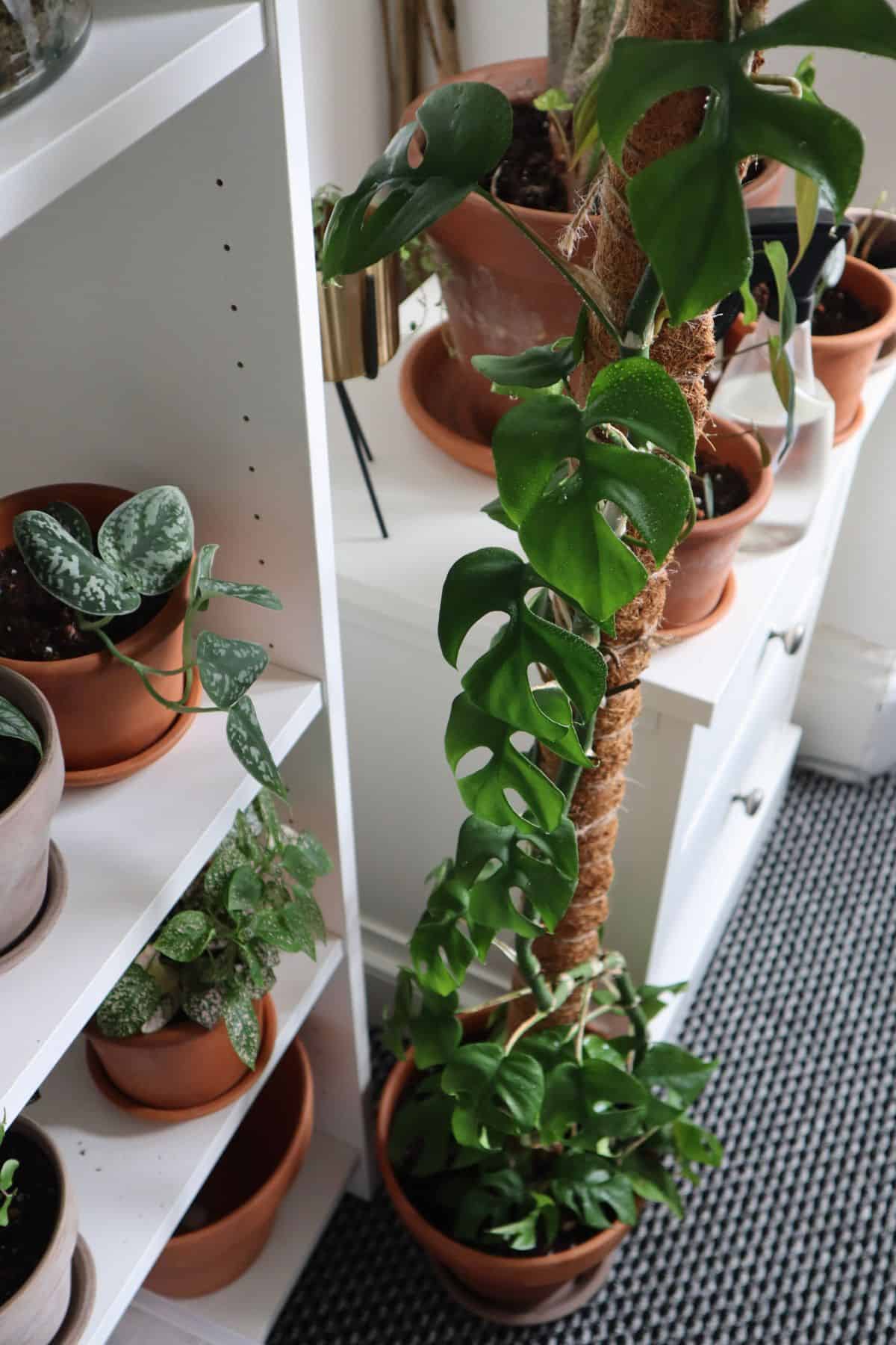 Big Mini-Monstera vine on moss pole next to bookshelf with smaller plants on