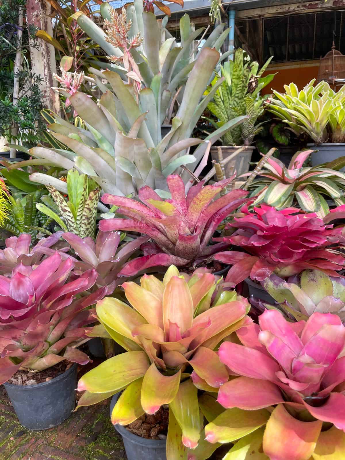 Bright Bromeliad assortment in plant market with oranges, pinks and blues 