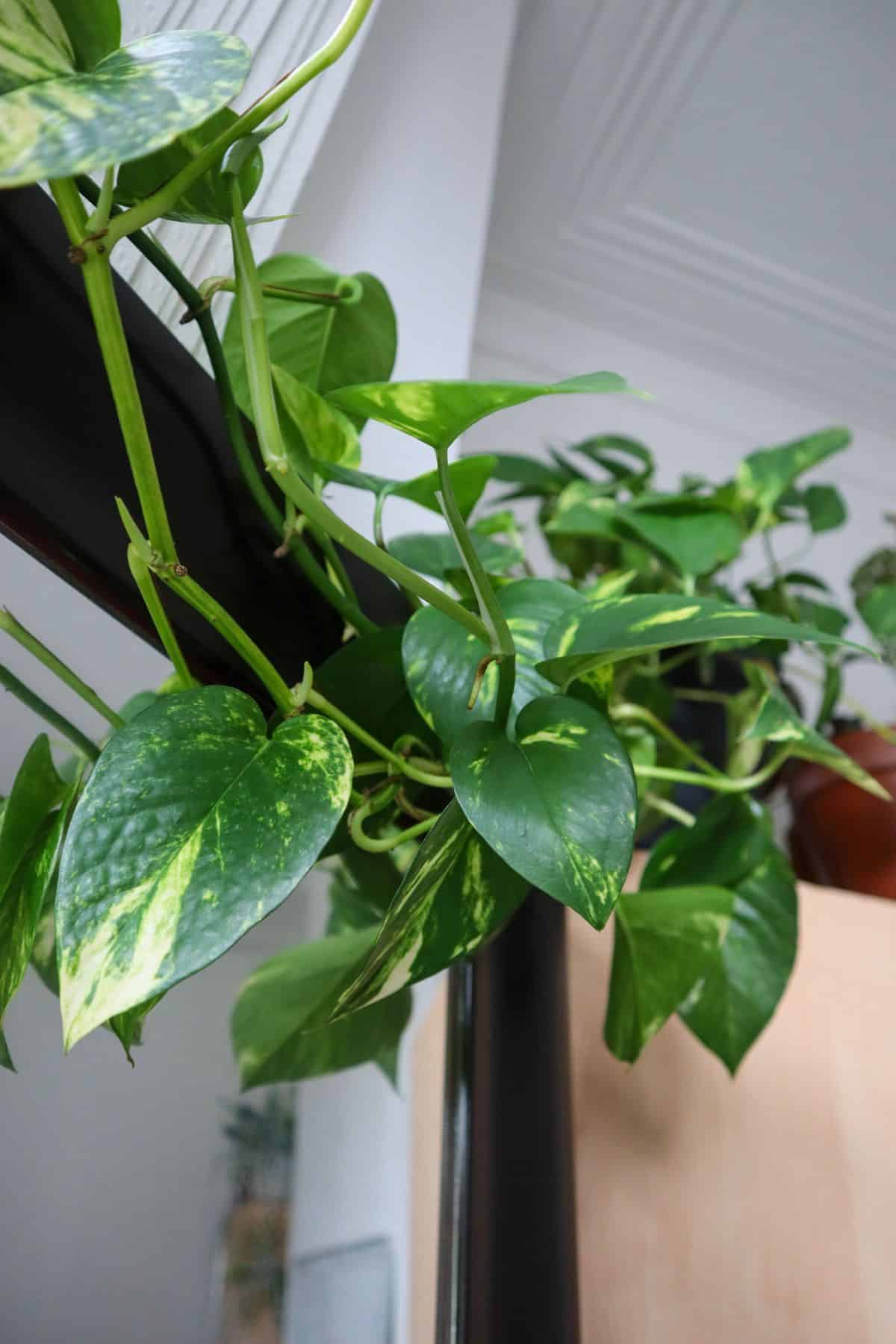 Bushy Golden Pothos plant hanging over wardrobe and mirror