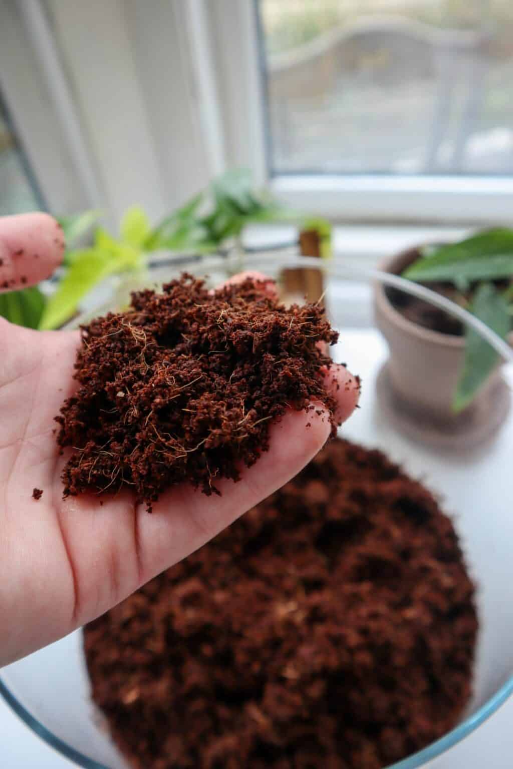 Terrarium Substrate A Handson Guide (+ Best Soil Mixes) Terrarium Tribe