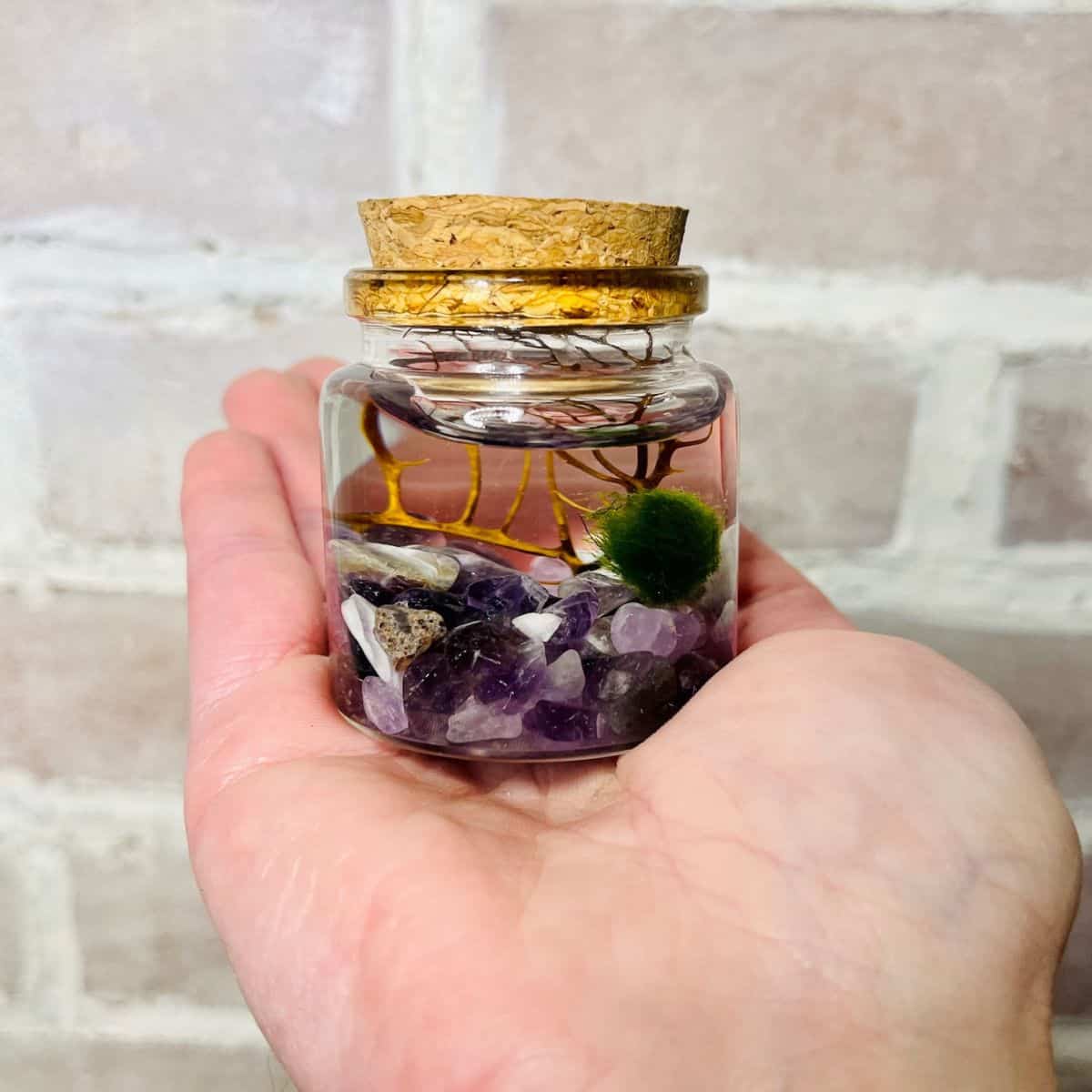 Hand-holding mini marimo moss ball terrarium with purple gemstones at bottom