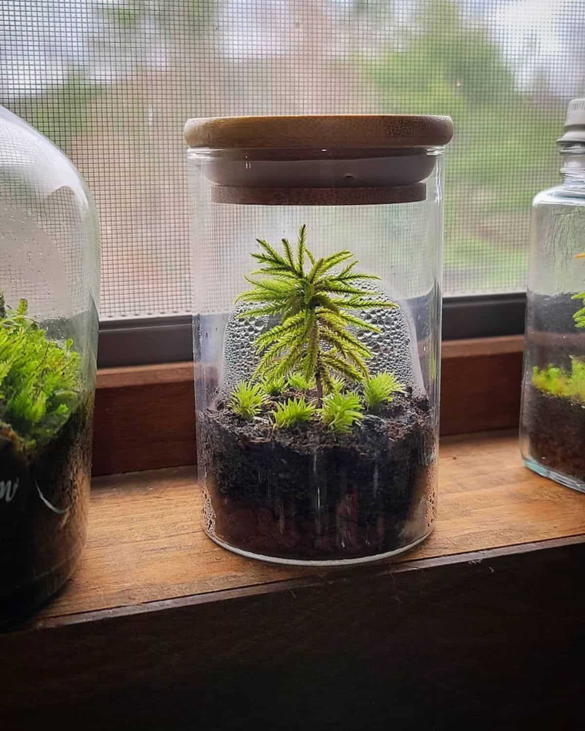 Small moss terrarium on windowsill with tree-like moss