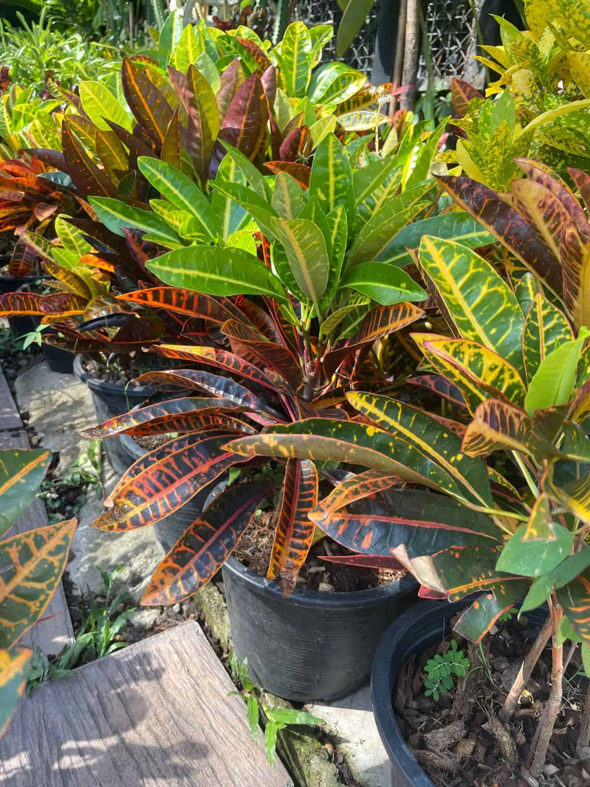 Line of crotons at plant market in black pot