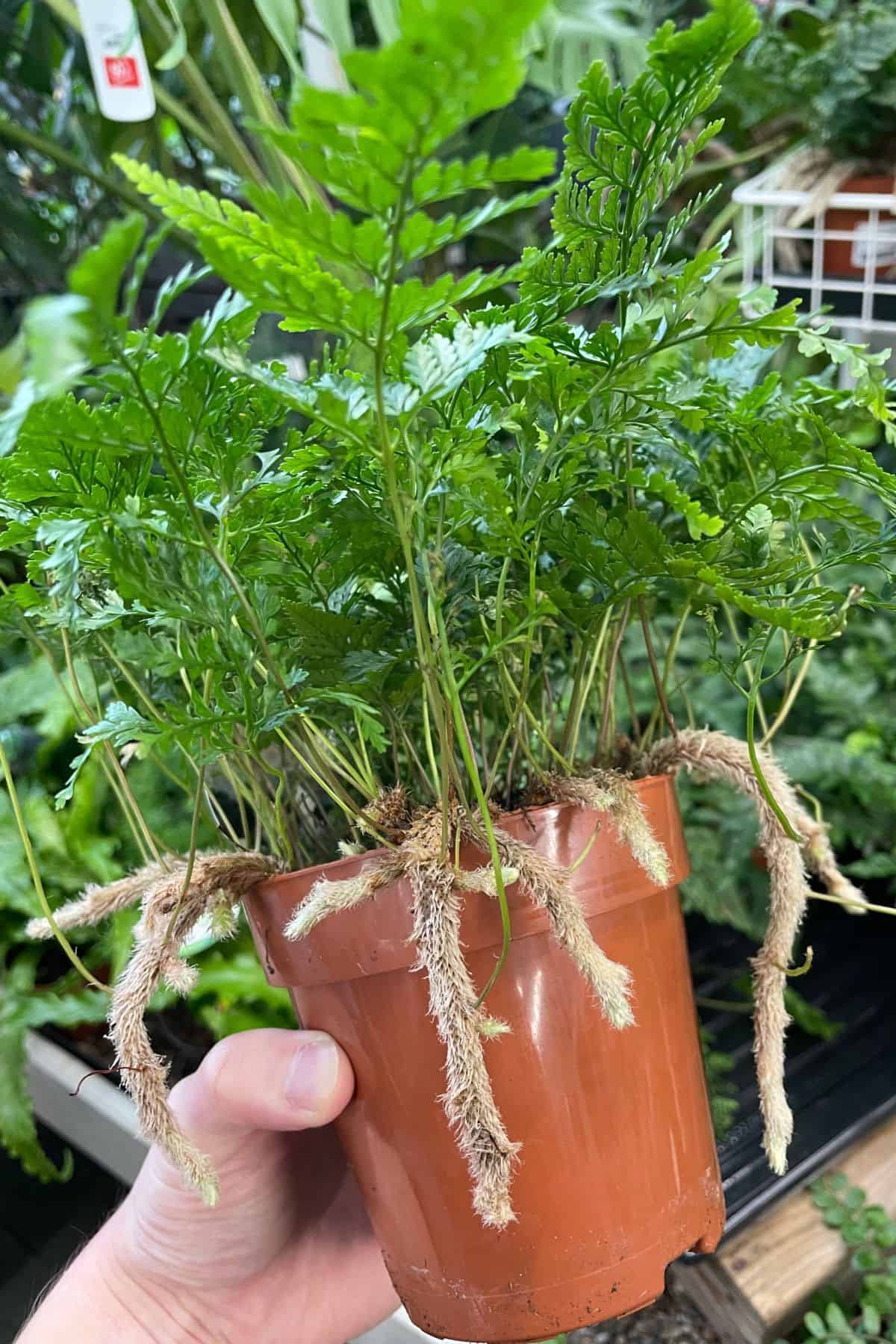 Davallia fejeensis (rabbits foot fern) in pot