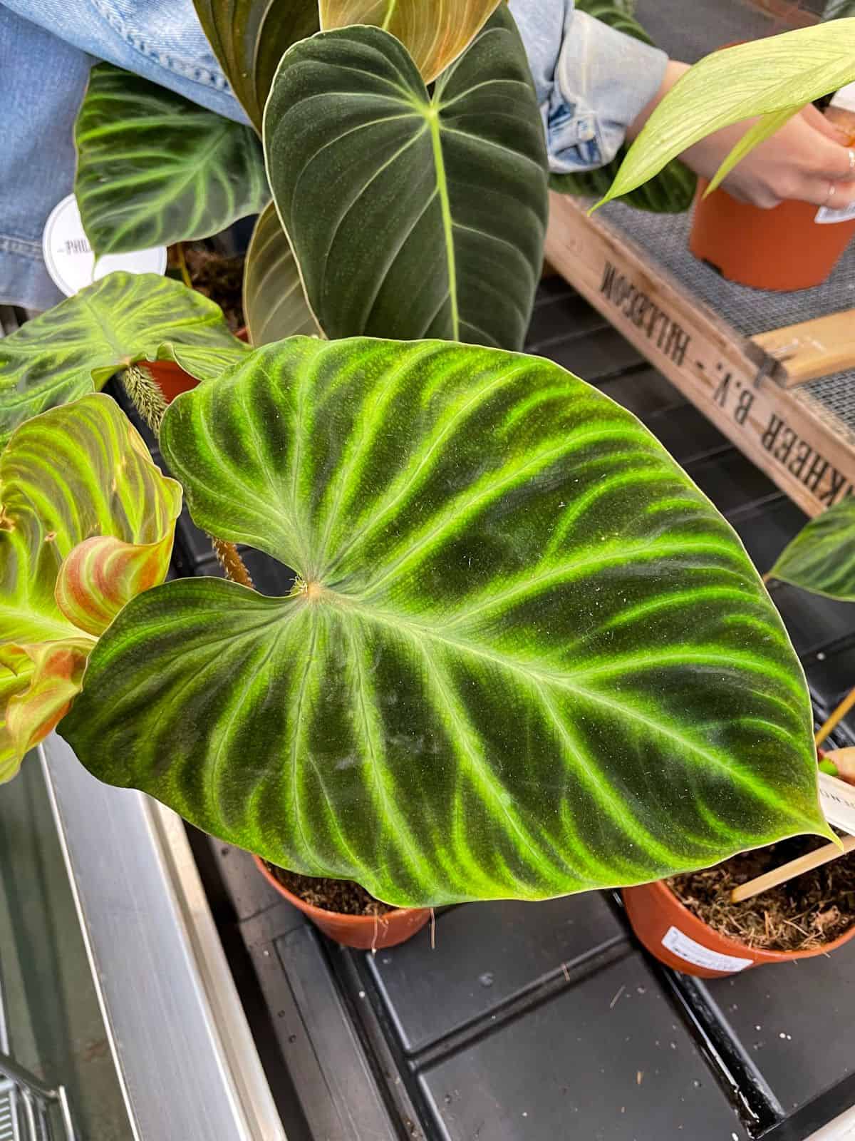 Deep green and neon Philodendron plant in plant market