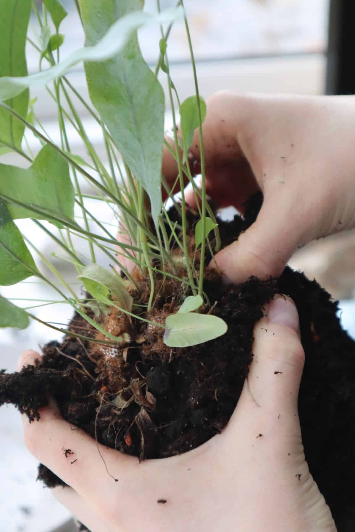 Davallia fejeensis: How to Grow the Mini Rabbit's Foot Fern