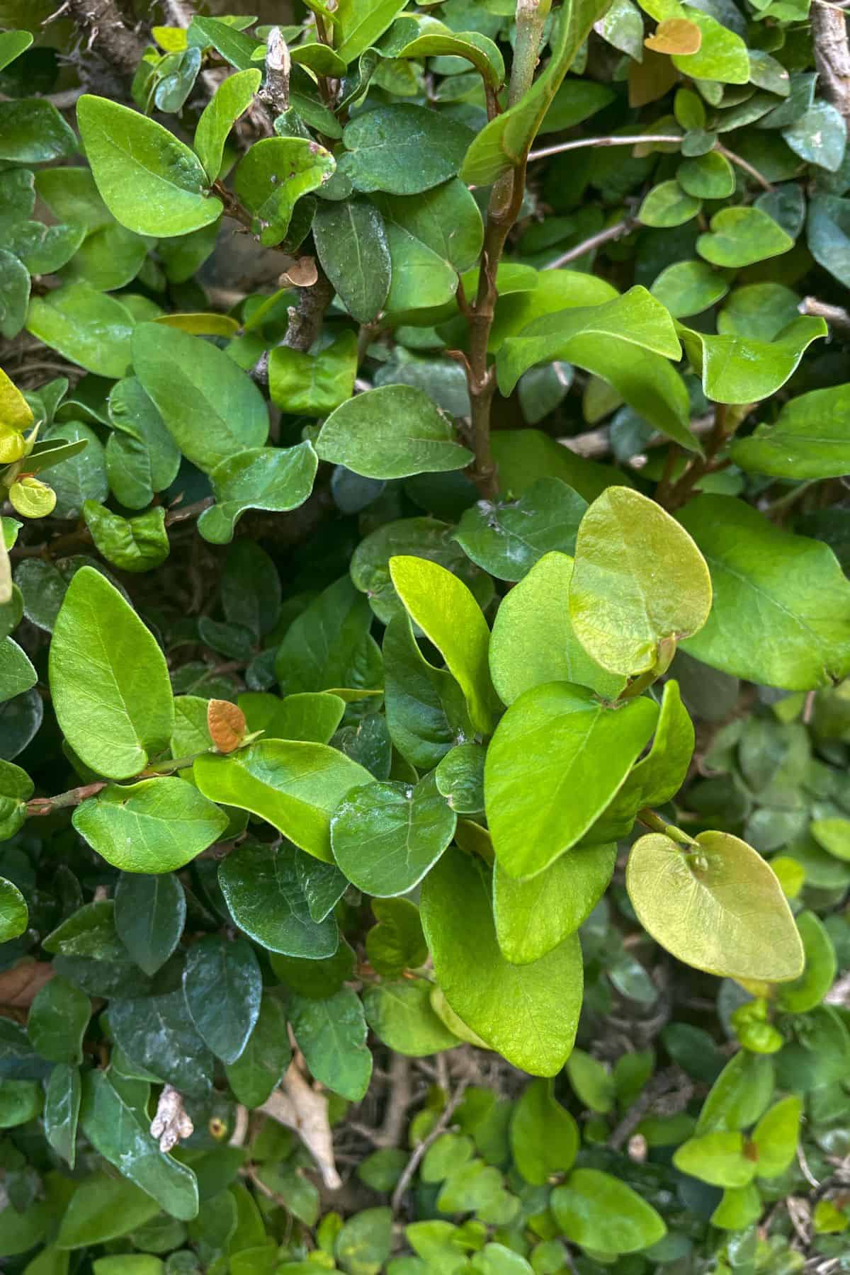 Ficus pumila (Creeping Fig) with big leaves on wall