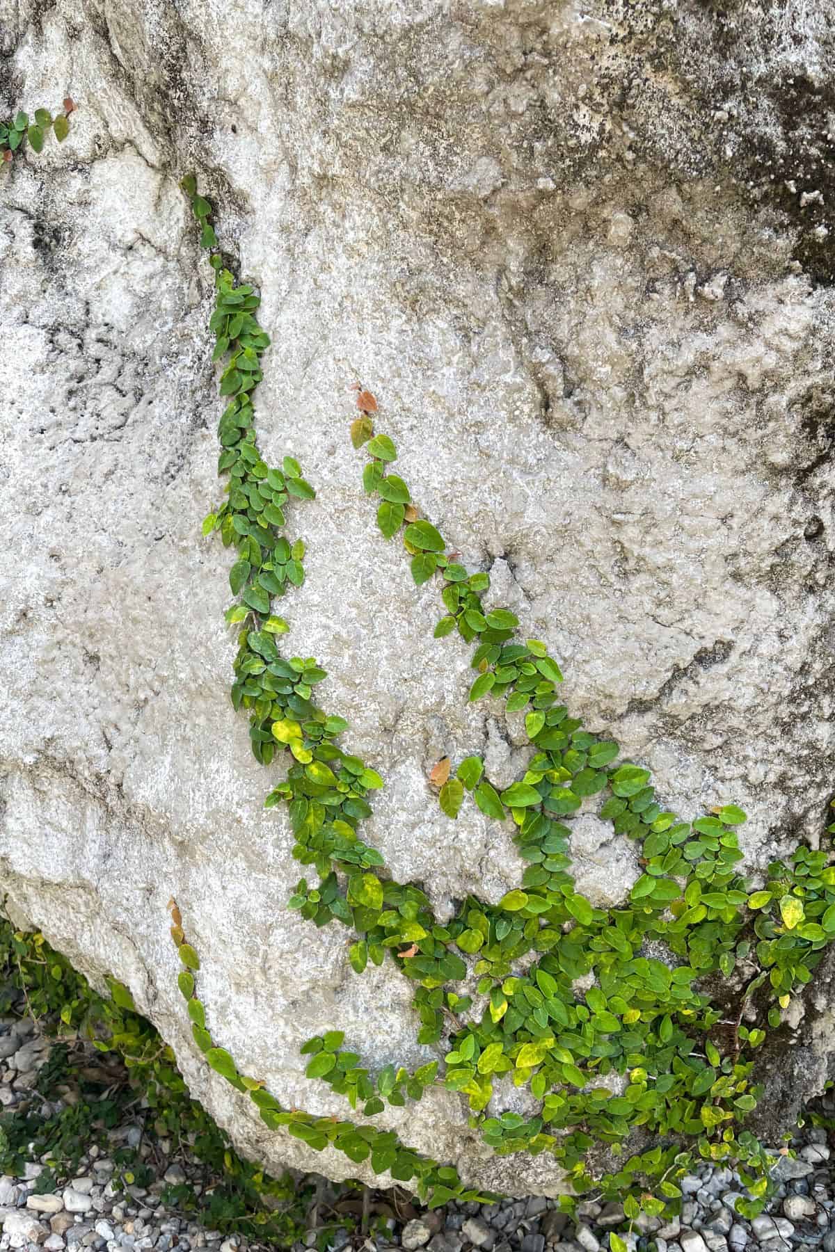 Ficus pumila (Creeping Fig) creeping on wall