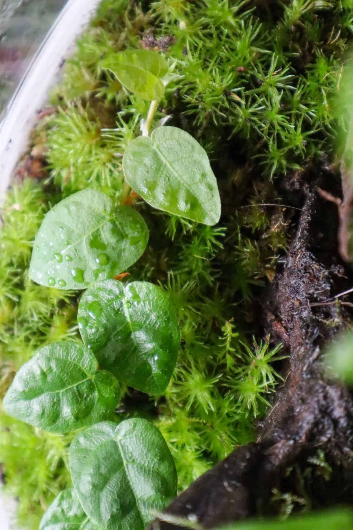 Ficus pumila (Creeping Fig) in a terrarium